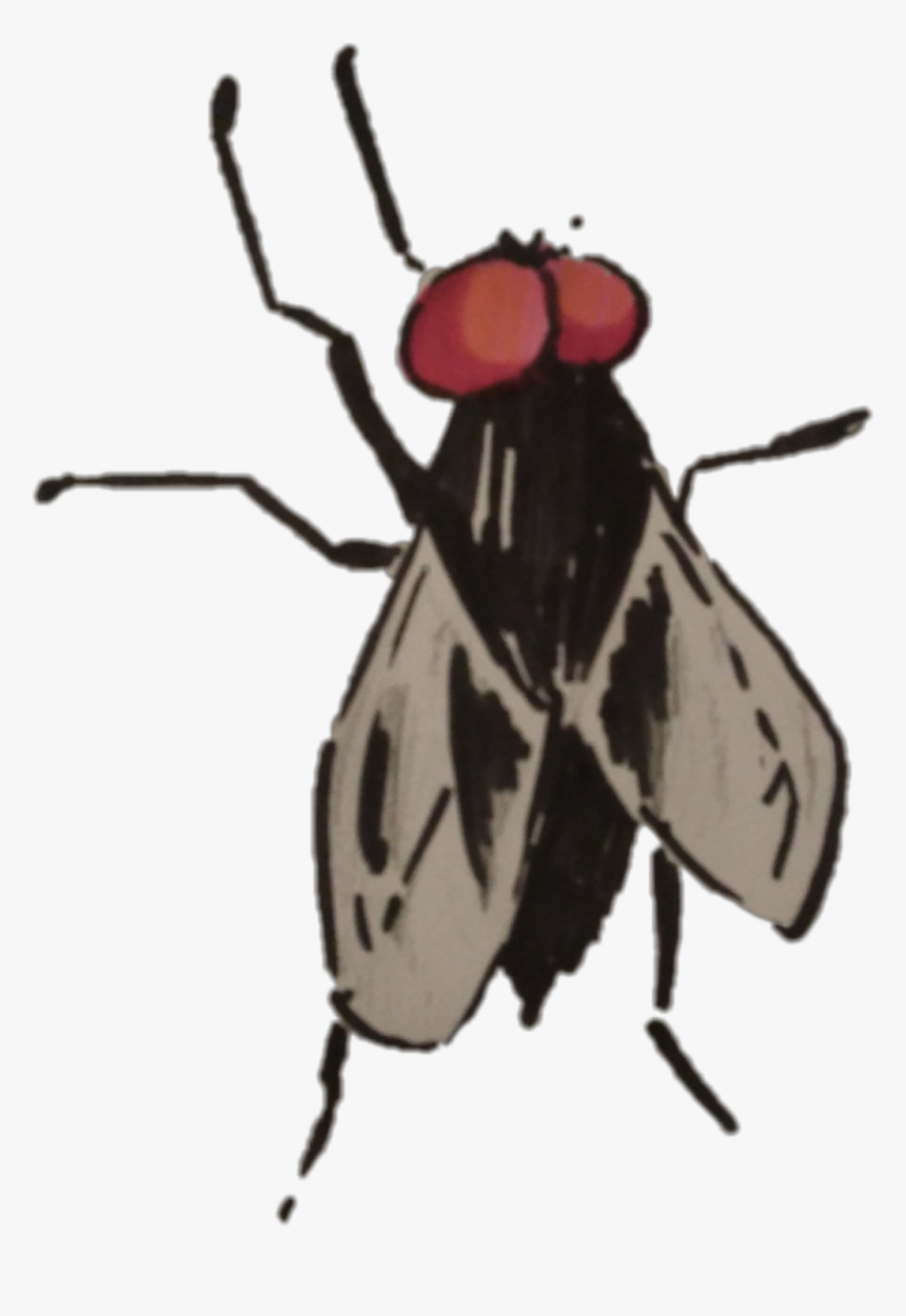 Transparent Mosca Png - Mosca Png, Png Download