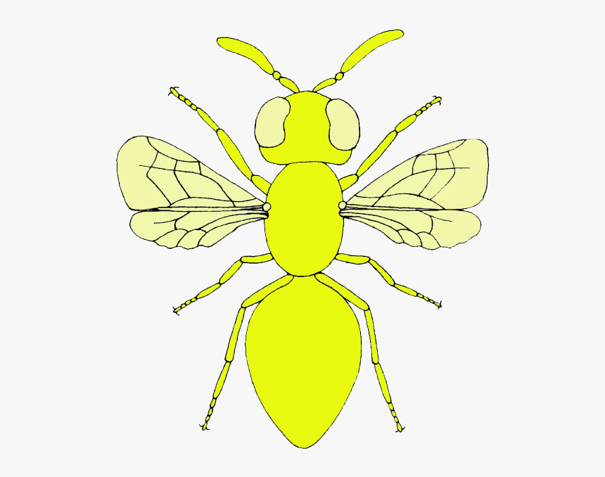 Transparent Moscas Png - Net-winged Insects, Png Download
