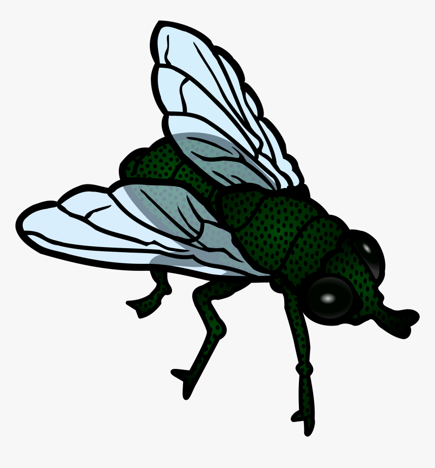 Transparent Mosca Png - Fly Clipart Transparent, Png Download