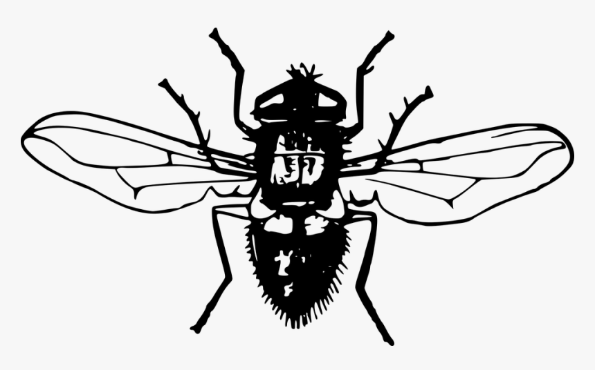 Animales, Moscas, Mosca, Insectos - Flue Med Gennemsigtig Baggrund, HD Png Download