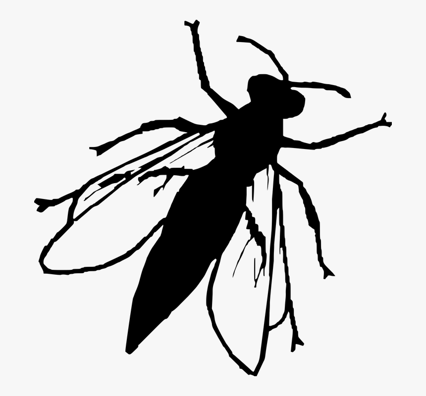 Silueta, Mosca, Insectos, Vector Animal, Transparente - Fly Silhouette Png, Png Download