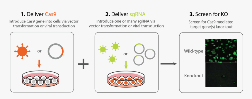 Crispr Cas9 Viral Delivery, HD Png Download