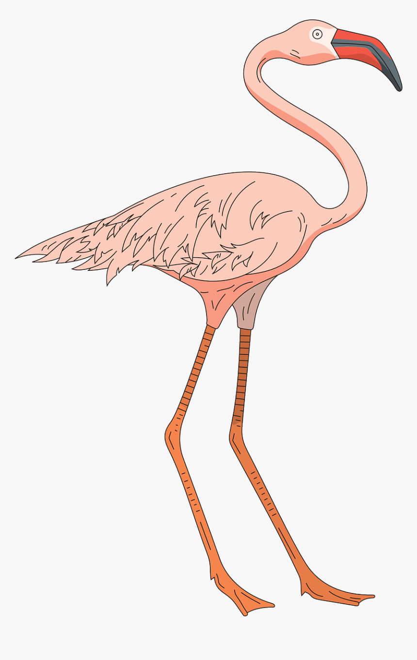 Pink Bird Wings Free Picture - Cartoon Flamingo Legs, HD Png Download