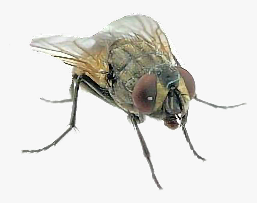 #mosca - Mosca Y Mosco, HD Png Download