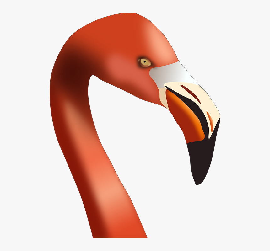 Flamingo, Bird, Pink, Nature, Wildlife, Feather - Greater Flamingo, HD Png Download