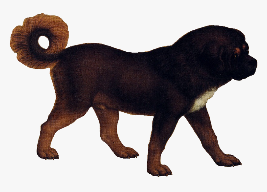 Tibetan Mastiff - Animal Images Transparent Background, HD Png Download
