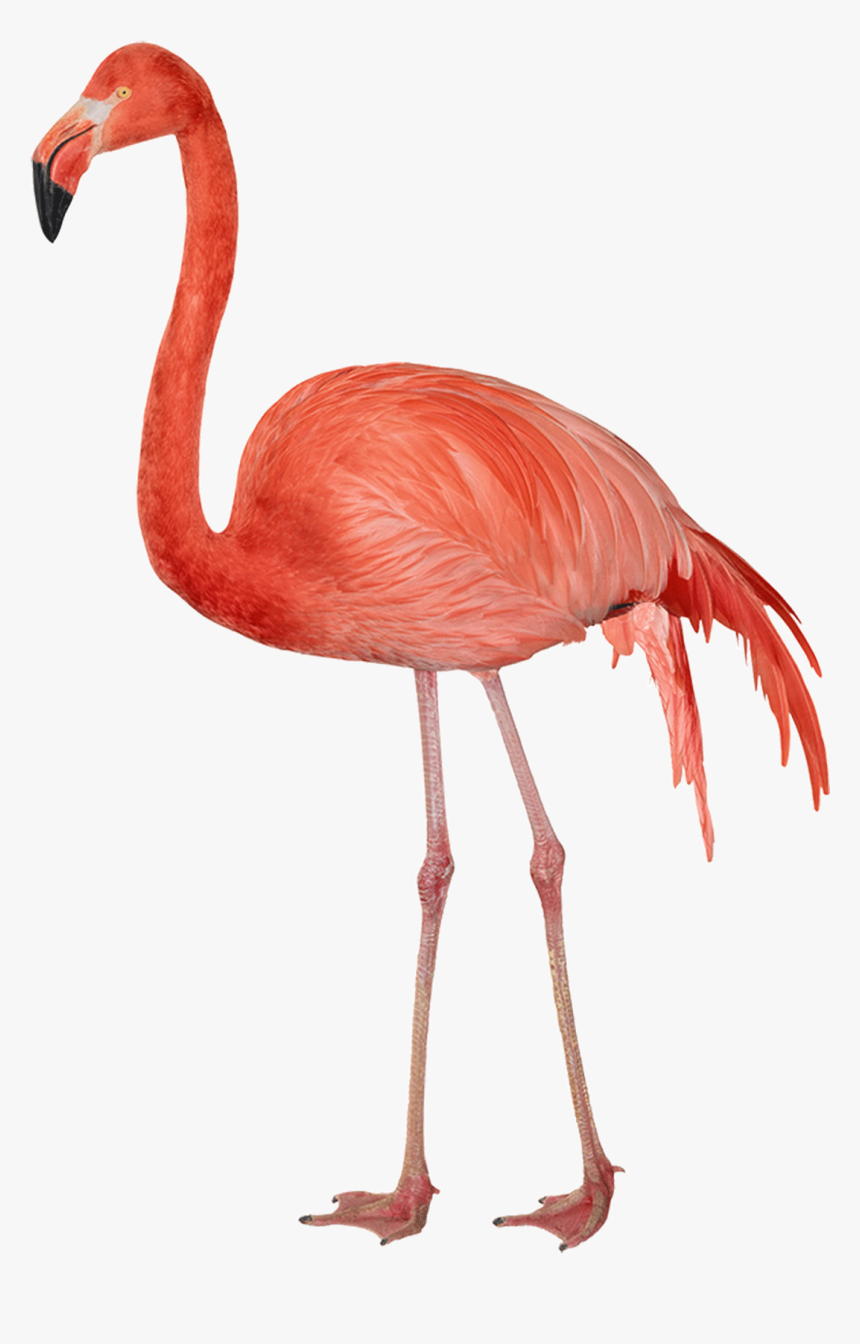 Flamingo Sideview Clip Arts - Flamingos Png, Transparent Png