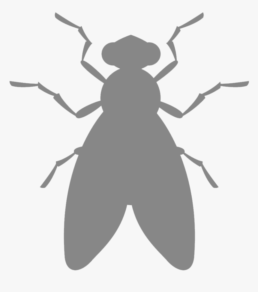 Belostomatidae, HD Png Download