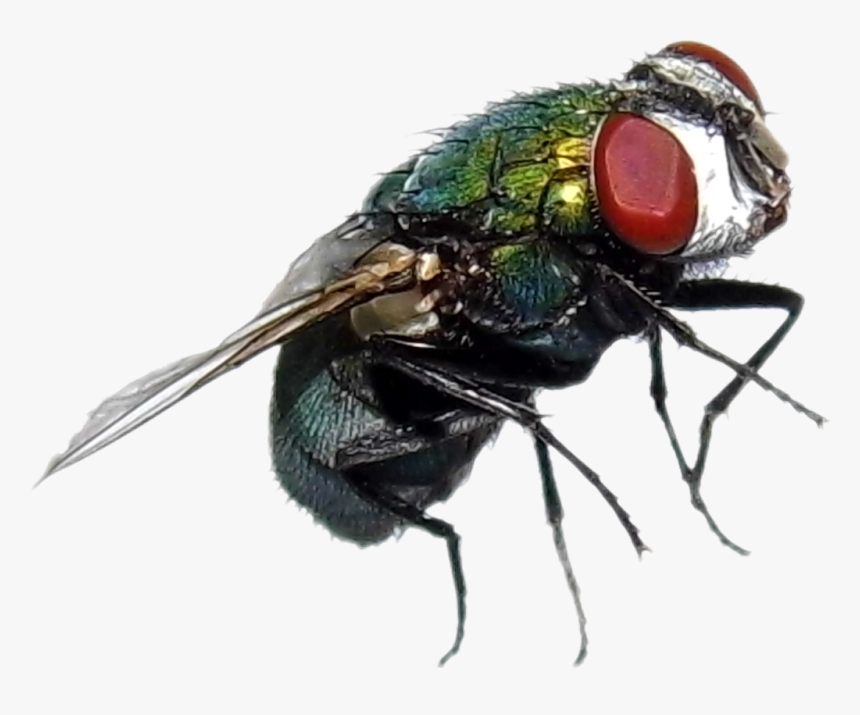 #fly #mosca #green - House Fly, HD Png Download