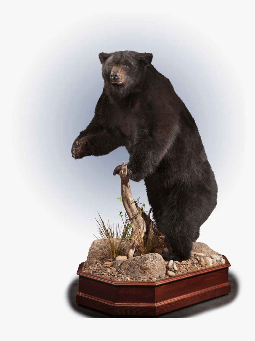 Full Size Black Bear Pose Taxidermy, HD Png Download , Transparent Png