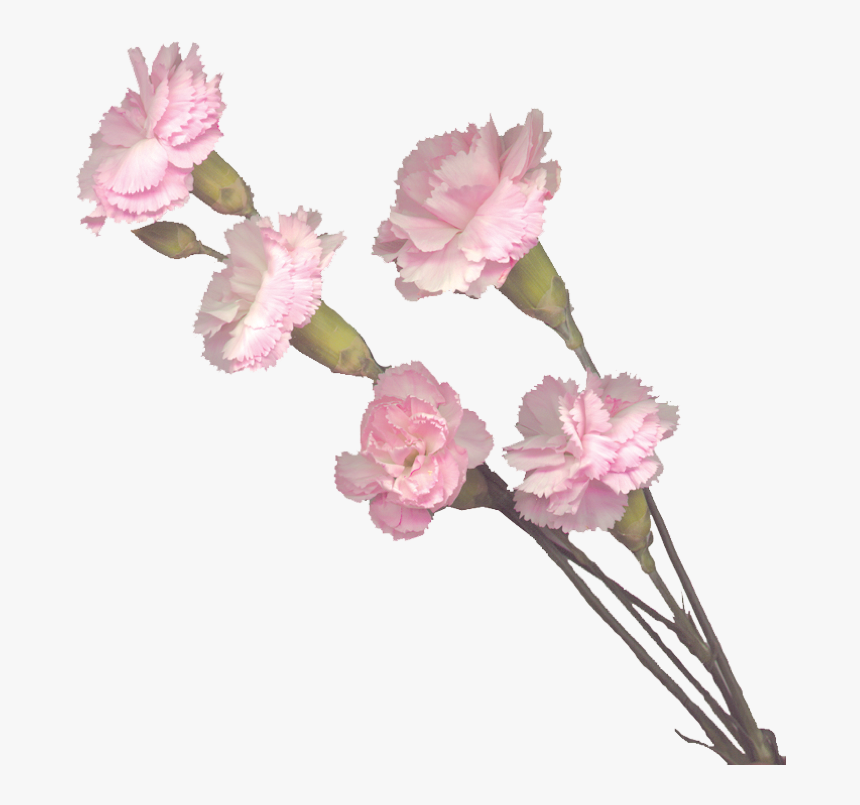 Pink Carnation Png, Transparent Png