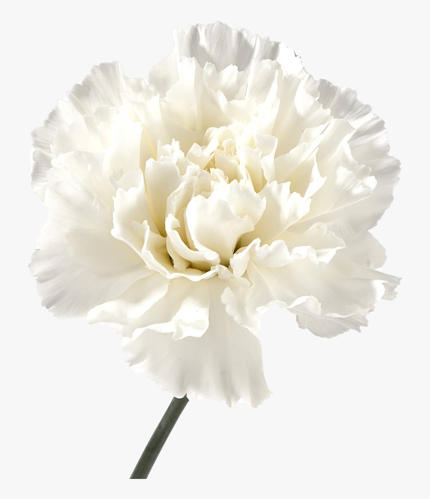 Carnation Flowers Png Image File, Transparent Png
