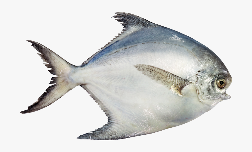 White Pomfret Fish Png , Png Download, Transparent Png
