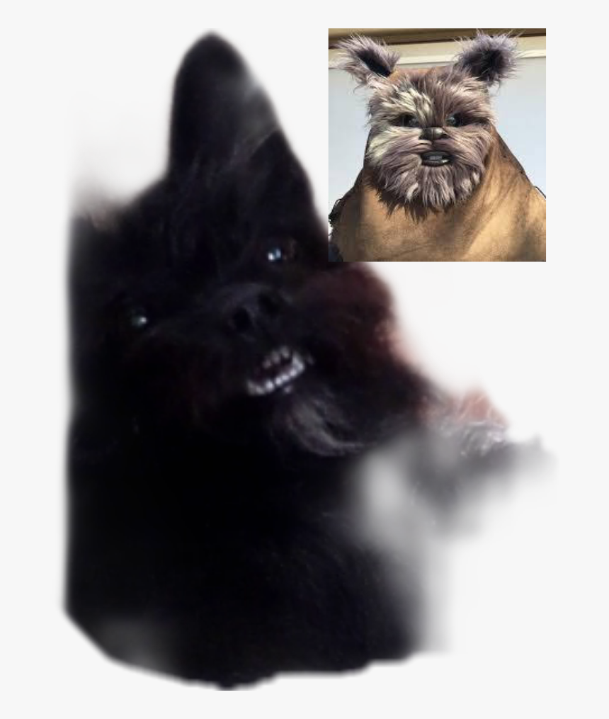 #my Lil Black Ewok #freetoedit, HD Png Download