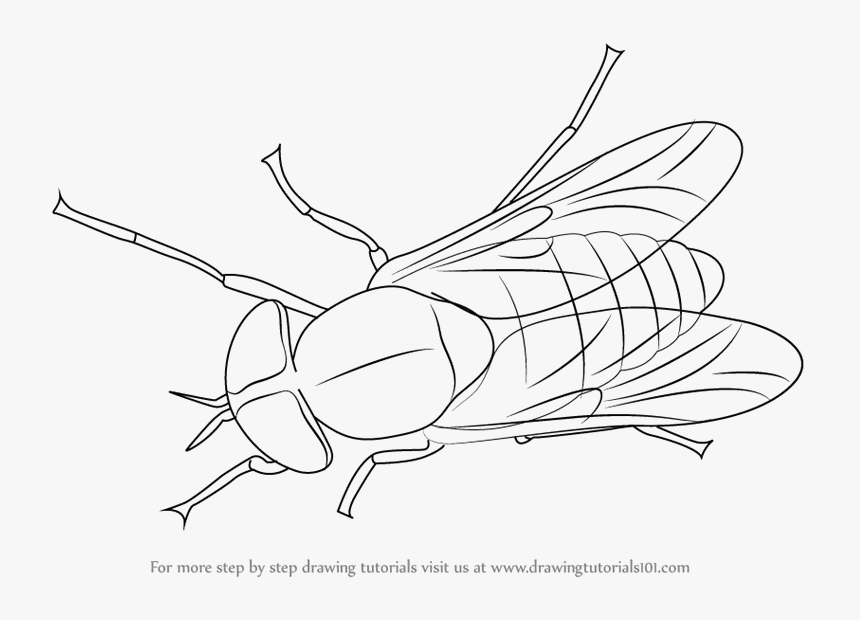 Black Horse Fly Transparent Png Rhinoceros Beetle - Fly Clipart Black And White, Png Download
