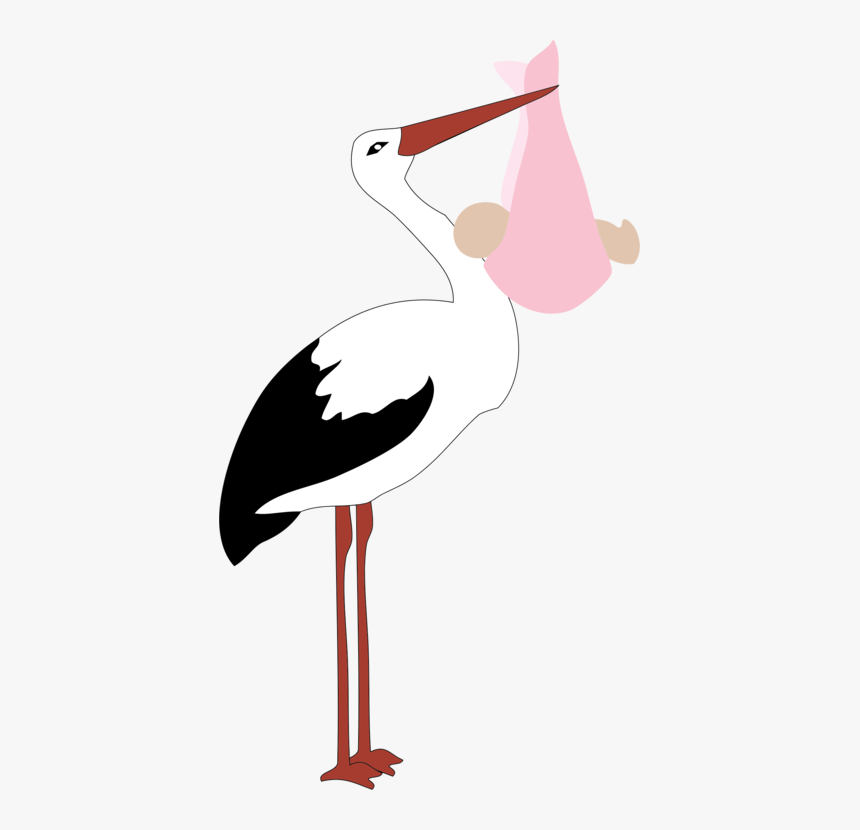 Flamingo,water Bird,ciconiiformes - Stork Baby Boy Png, Transparent Png