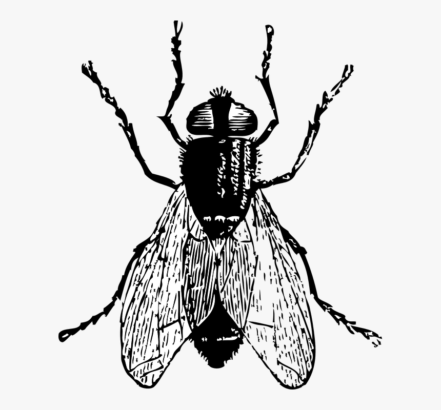 Black Horse Fly Png Clipart - Fly Clip Art Black And White, Transparent Png
