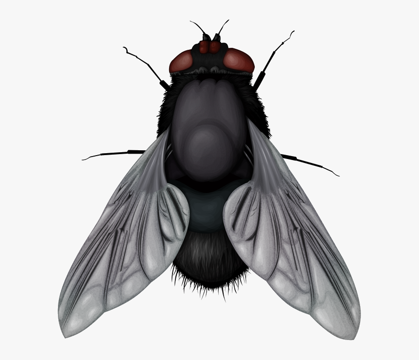 Муха Пнг, HD Png Download