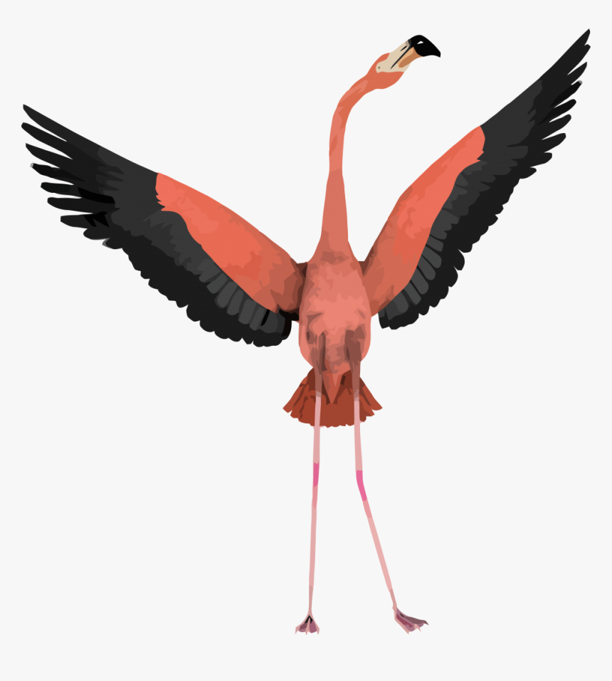 Flamingo With Wings Open, HD Png Download
