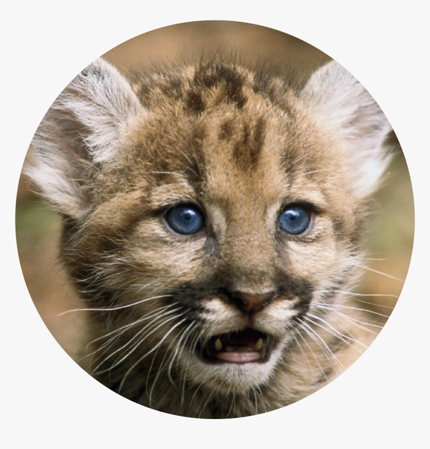 Florida Panther - Florida Panthers Animal Cubs, HD Png Download