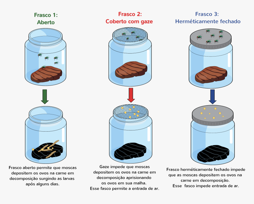 Experimento De Redi - Experimento De Redi Moscas, HD Png Download