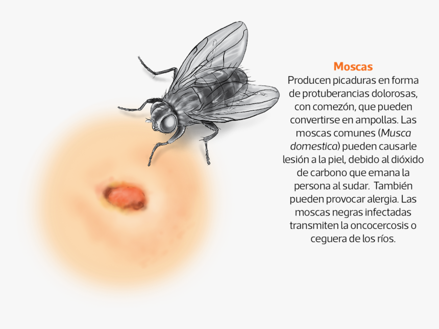 Picadura La Mosca Negra, HD Png Download
