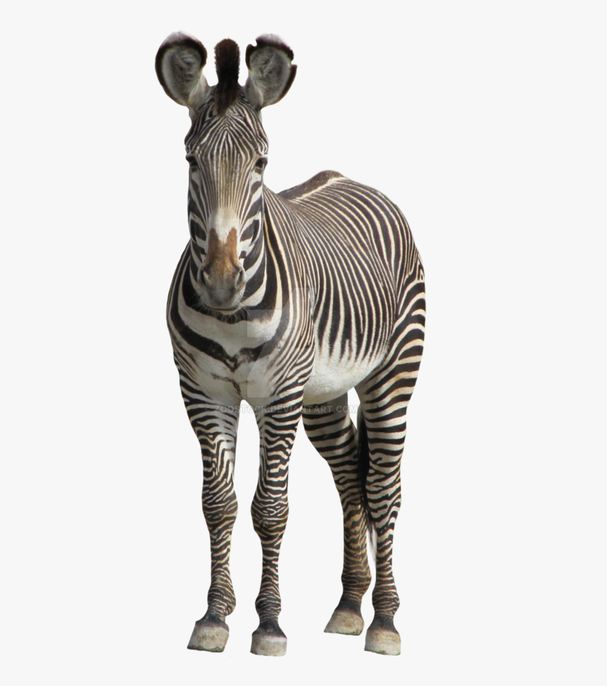Zebra Transparent Background, HD Png Download