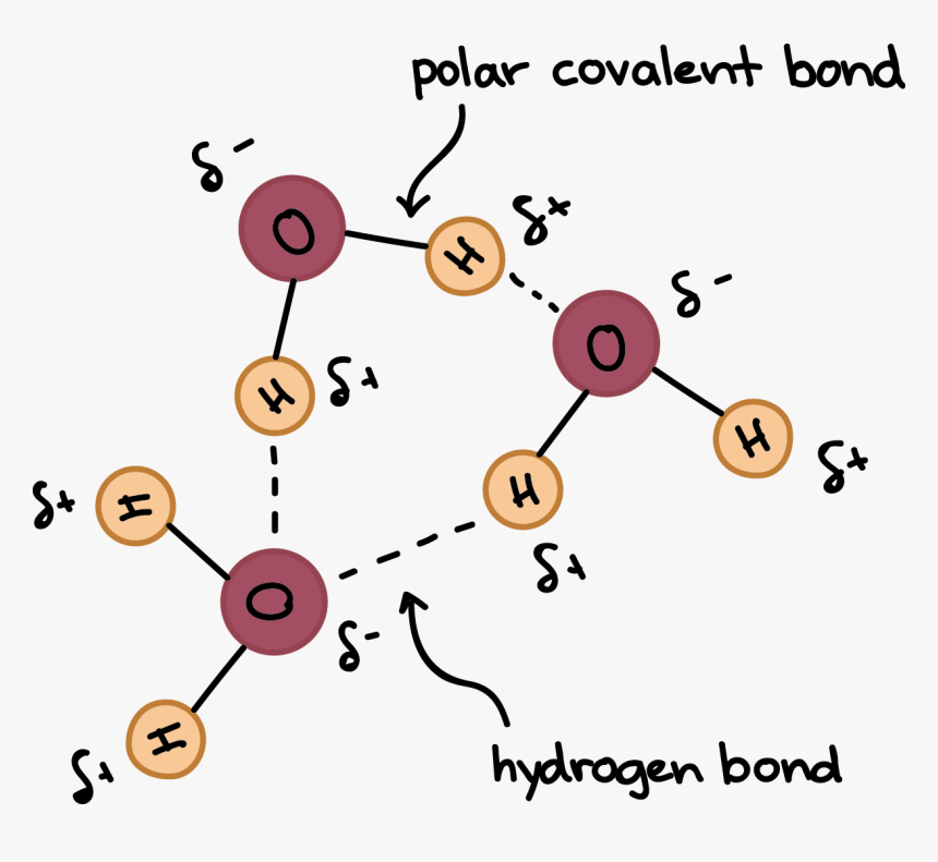 Hydrogen Bonds Between Adjacent Molecules, HD Png Download