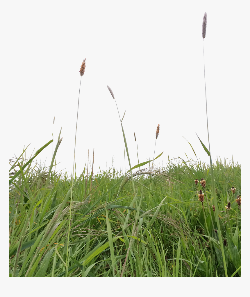 Long Grass Png - Grass Png For Photoshop, Transparent Png