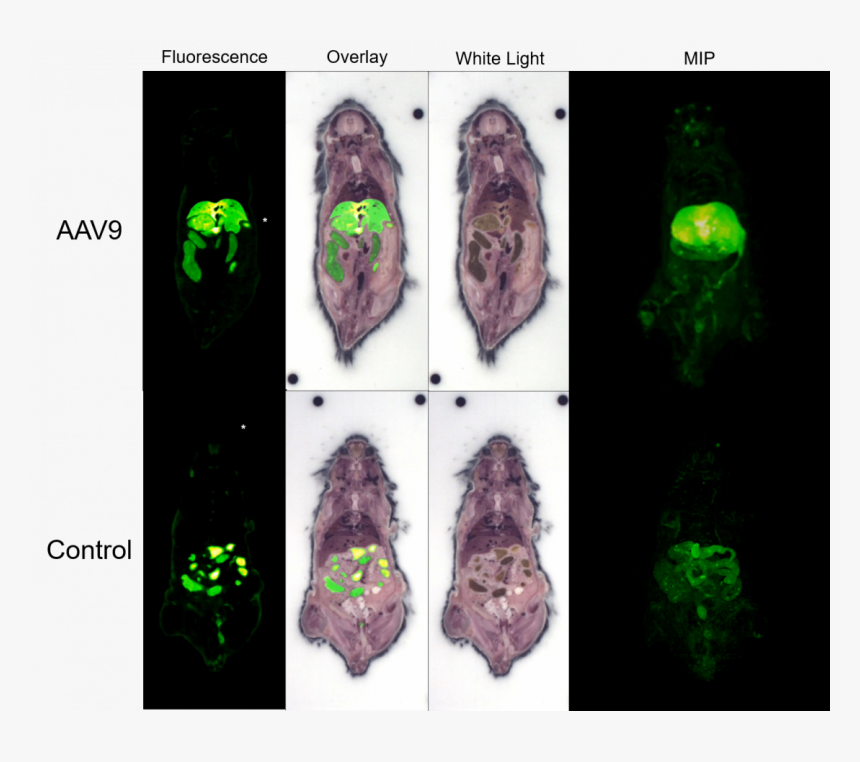Artifact, HD Png Download