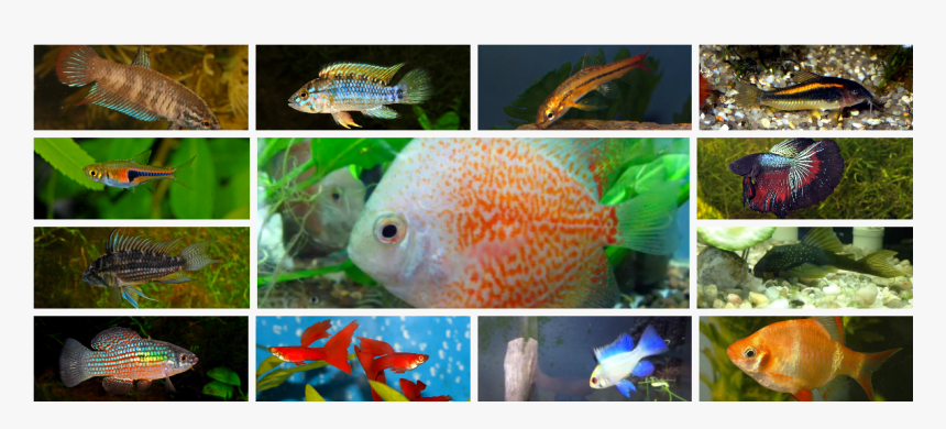Betta Imbellis Female , Png Download - Coral Reef Fish, Transparent Png