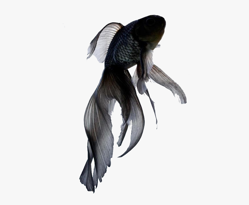 Black Goldfish, HD Png Download