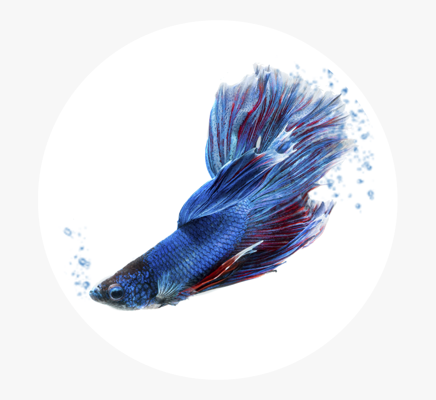 Art, HD Png Download