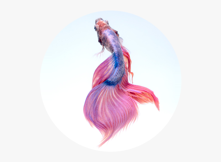 Pink Colour Beautiful Fish, HD Png Download