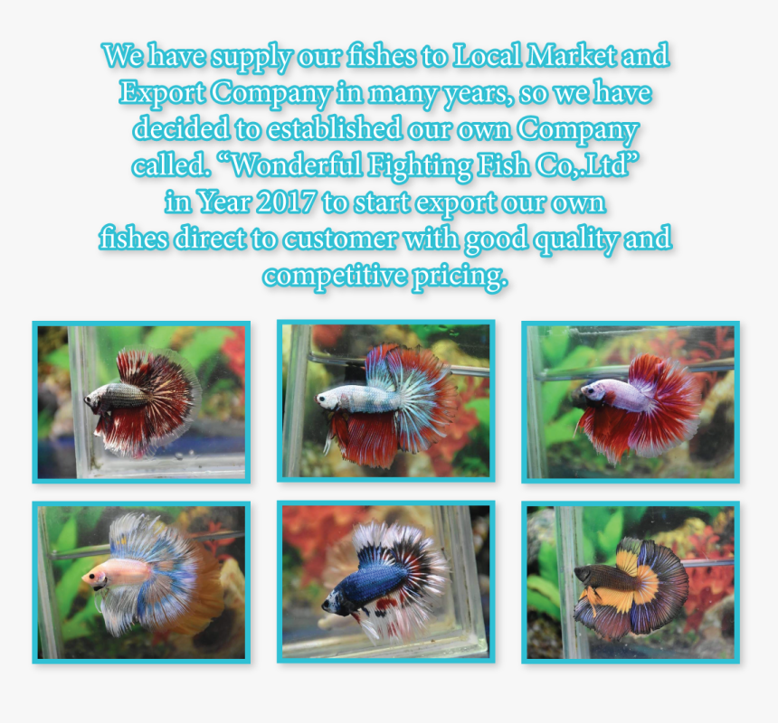 Marine Invertebrates, HD Png Download