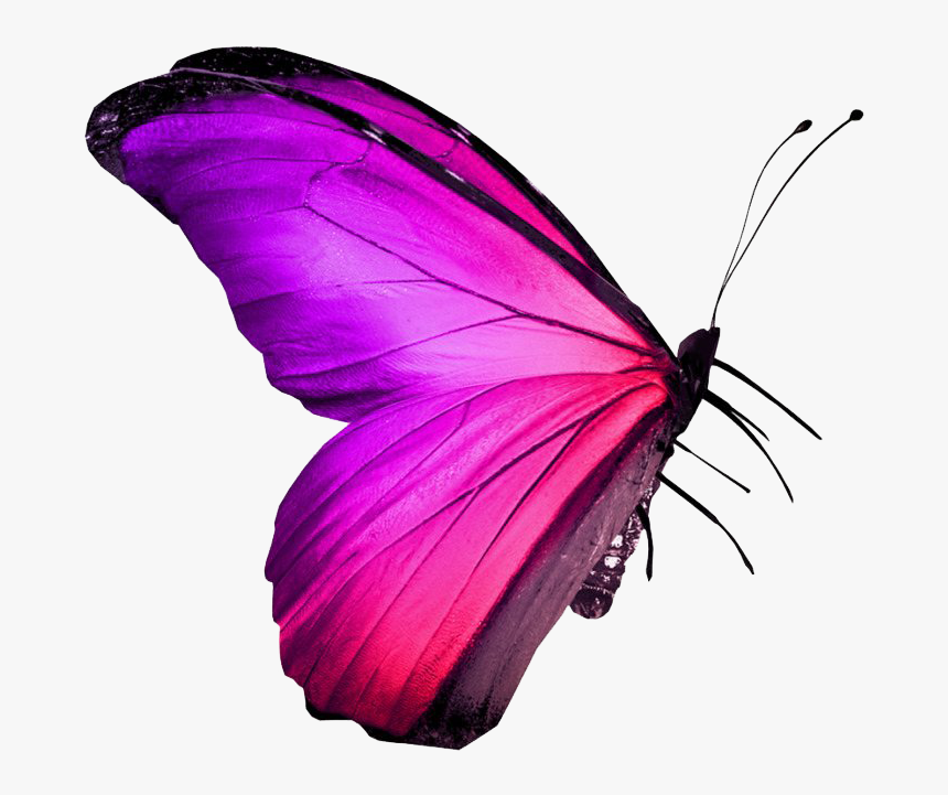 Real Pink Butterfly Png Image, Transparent Png , Transparent Png Image