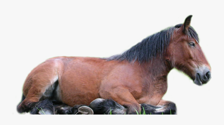 Horse Png, Transparent Png