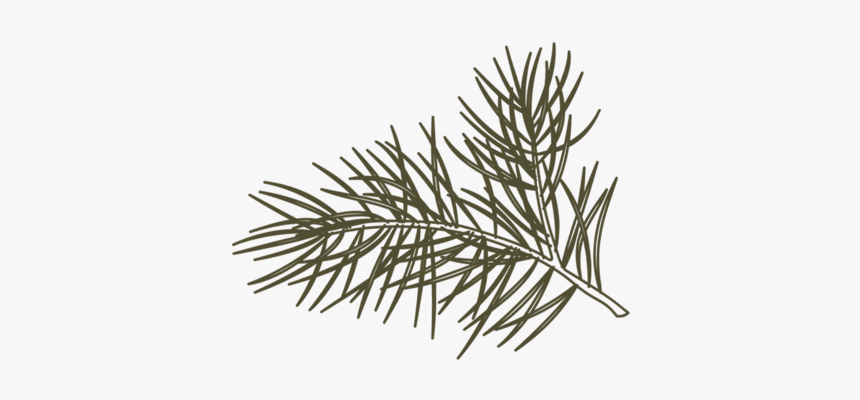 Citrine Pine Logo Pine Only Green Flip, HD Png Download