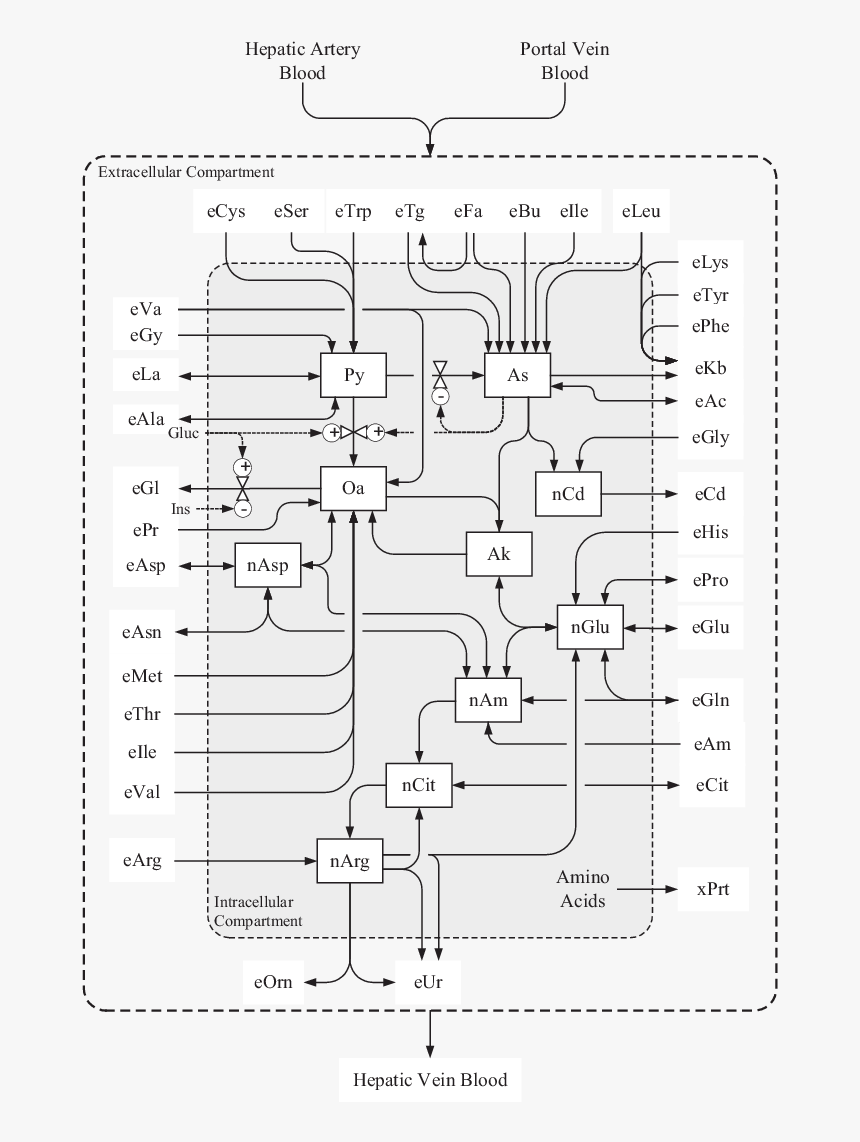 Flow Diagram Of The Model Of Liver Metabolism In The, HD Png Download