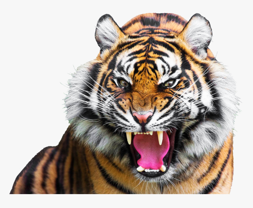 Angry Tiger Face Clipart Open Mouth, HD Png Download