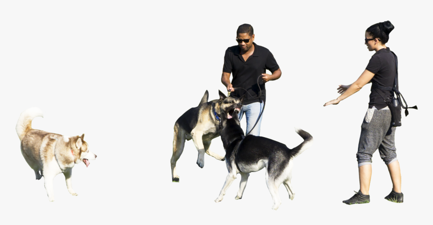 Transparent Basenji Clipart, HD Png Download