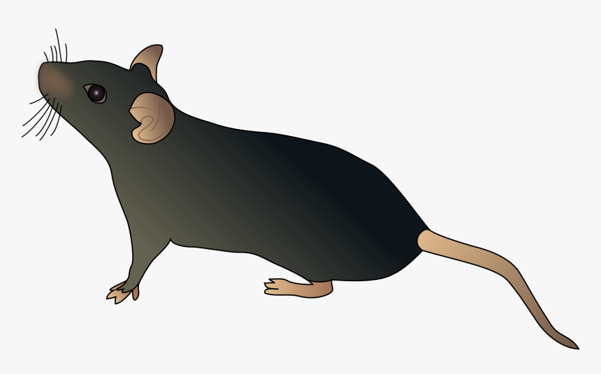 Water Shrew,tasmanian Devil,clip Art,marsupial - Schematic Mouse, HD Png Download