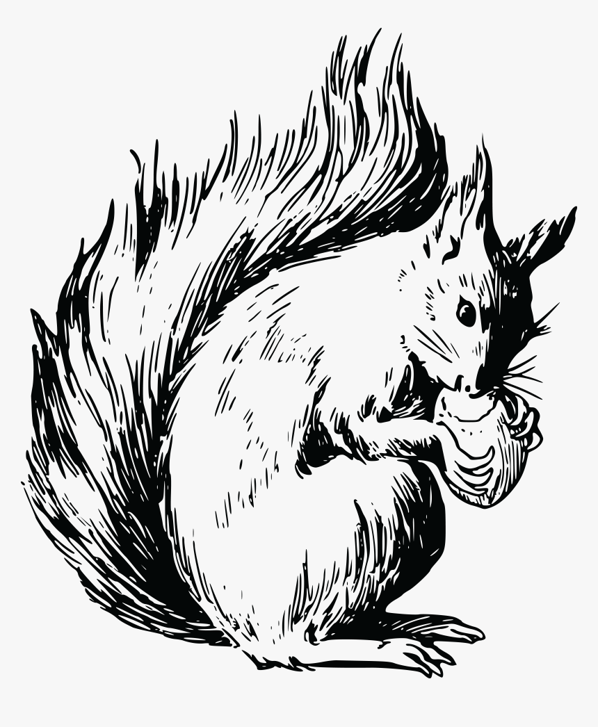 Red Squirrel Coloring Page, HD Png Download