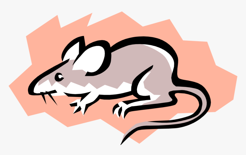 Vector Illustration Of Rodent Grey Mouse - Cómo Se Pueden Contaminar Los Alimentos, HD Png Download
