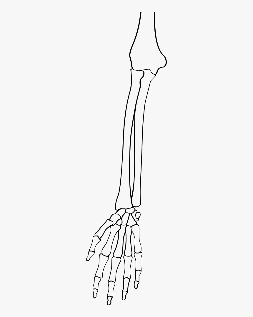 Hand, HD Png Download