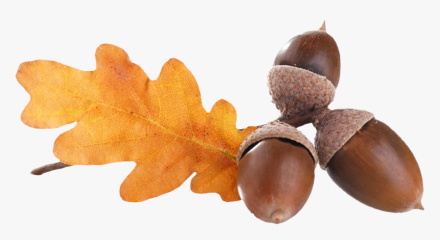 Transparent Acorn Png - Acorns Png, Png Download