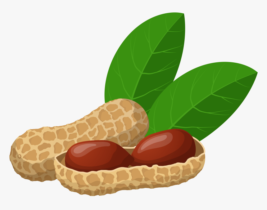 Peanuts Png Clip Art - Transparent Background Groundnut Clipart, Png Download