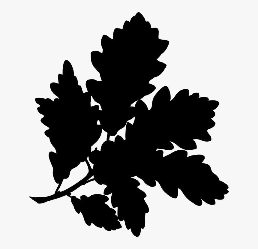 Transparent Acorn Clipart Black And White - Botanical Drawings The Drunken Botanist, HD Png Download
