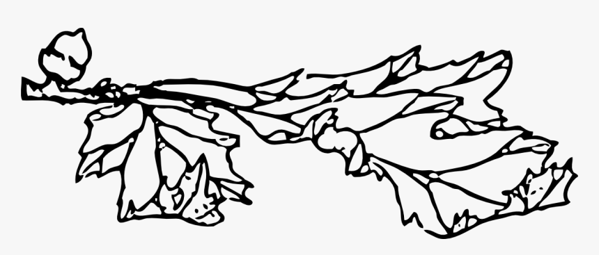 Oak, HD Png Download