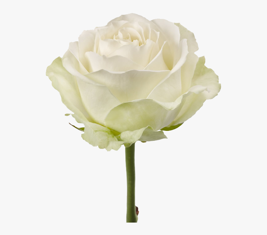 Is Obtained By Experimental Mutagenesis From Avalanche, - Rose White Avalanche Png, Transparent Png